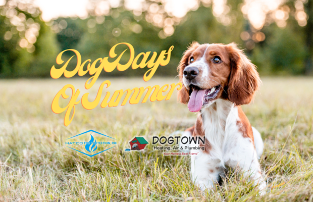 Dog Days of Summer: FINALS!
